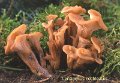 Lentinellus cochleatus-amf1146